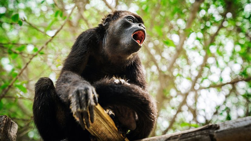 Coiba Black Island howler Monkey on a tree in Colombia