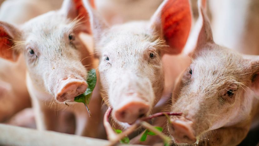 Piglets