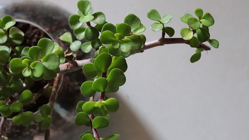Jade Plant