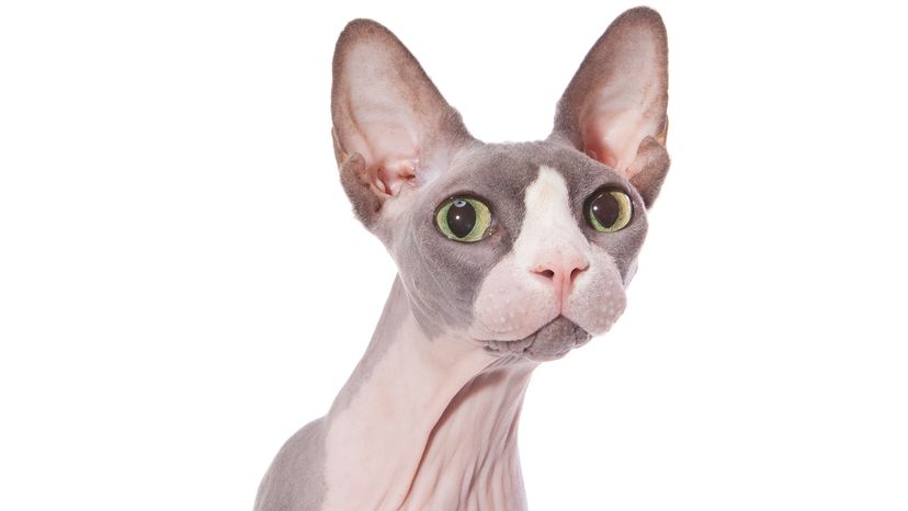 Sphynx