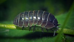 pill bug