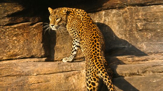 Leopard: An Agile Climber With Built-in Camouflage