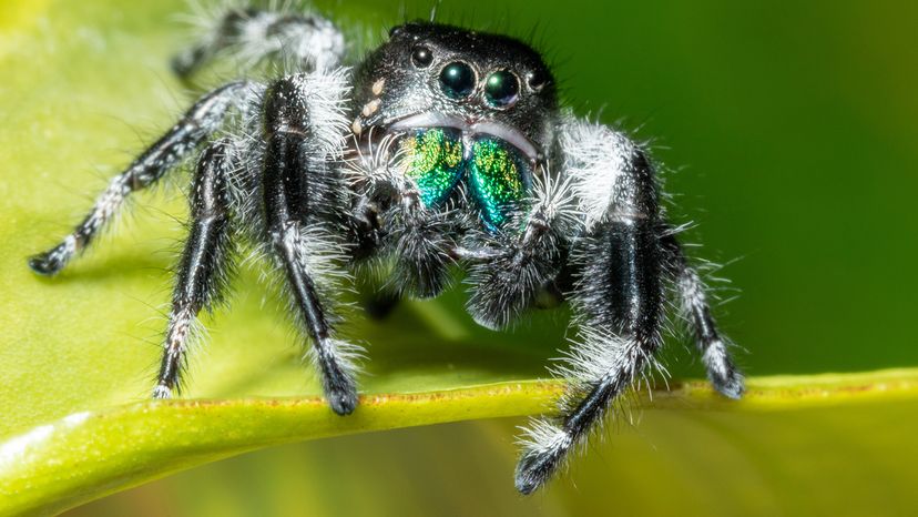 black spider with white hair and green mouth