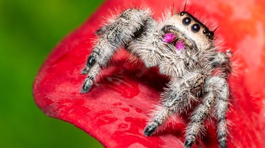 Regal Jumping Spider: Tiny, Harmless, Maybe Even Cute