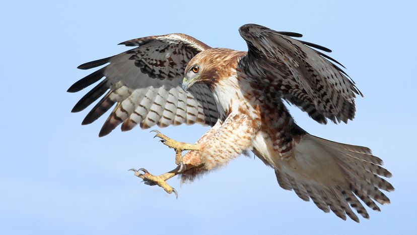 Red-tailed hawk