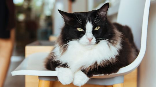 Tuxedo Cat: Charming and Delightfully Mischievous