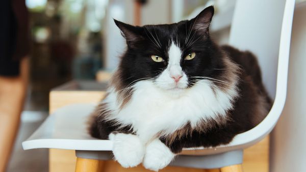 Tuxedo Cat: Charming and Delightfully Mischievous