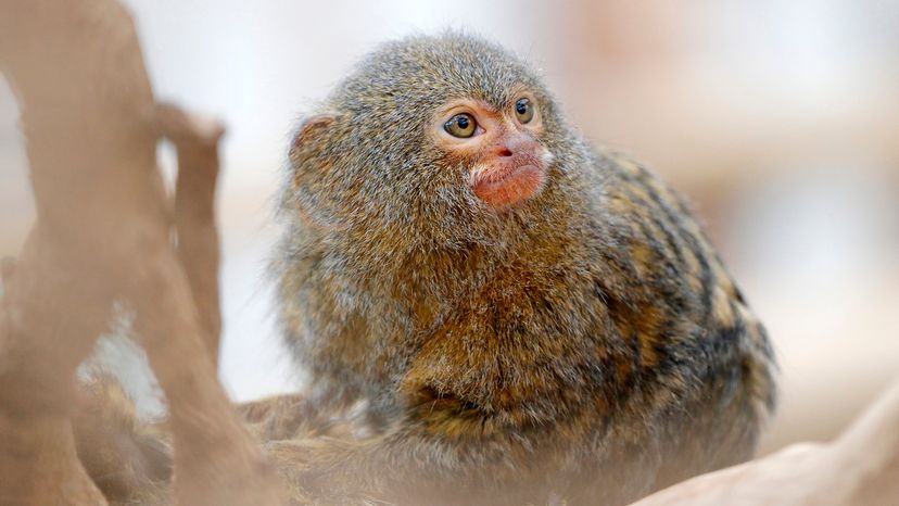 Pygmy marmoset