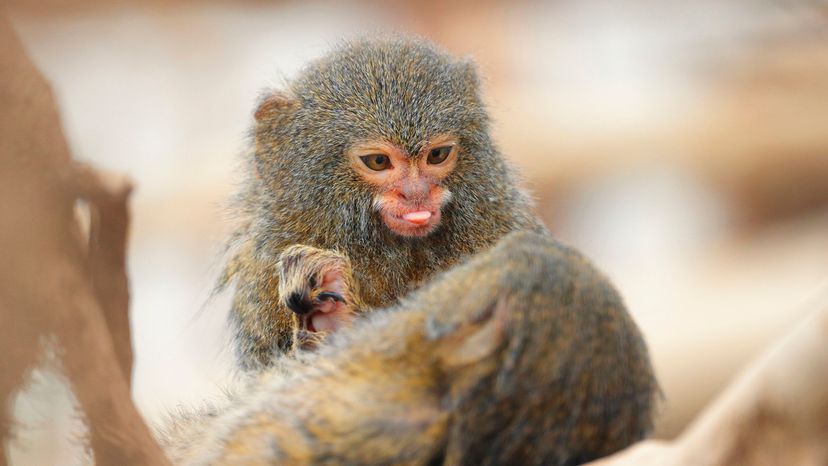 Pygmy marmoset