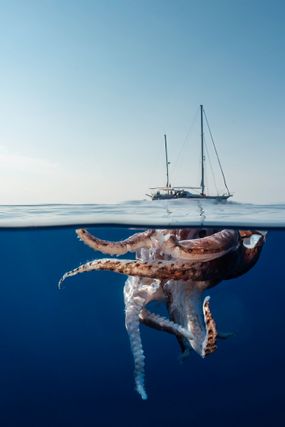 An impossibly large cephalopod swims beneath a sailboat.