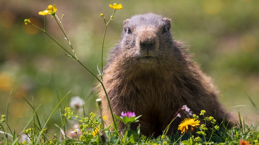 Groundhog