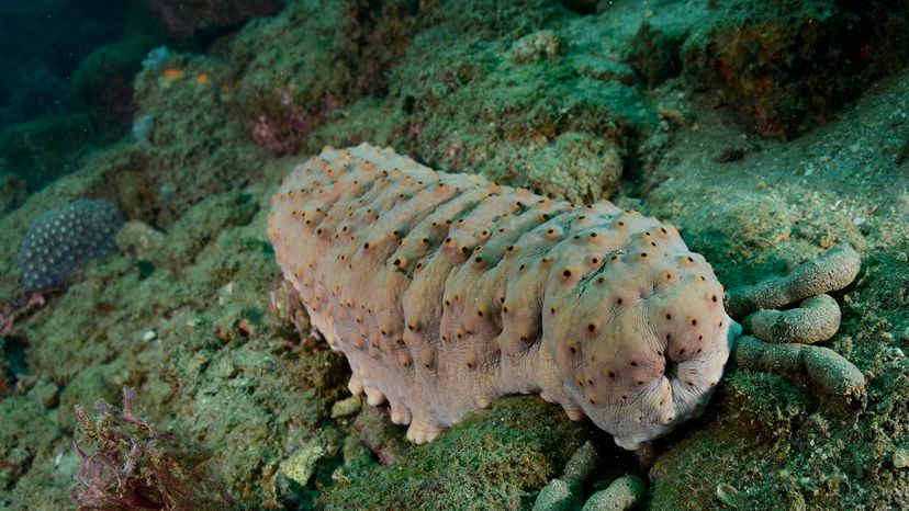 Sea cucumber