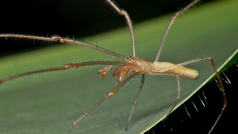 spider on a green leaf