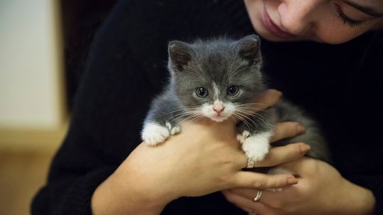 A Polydactyl Cat Has 5, 6 or even 7 Toes on Each Paw