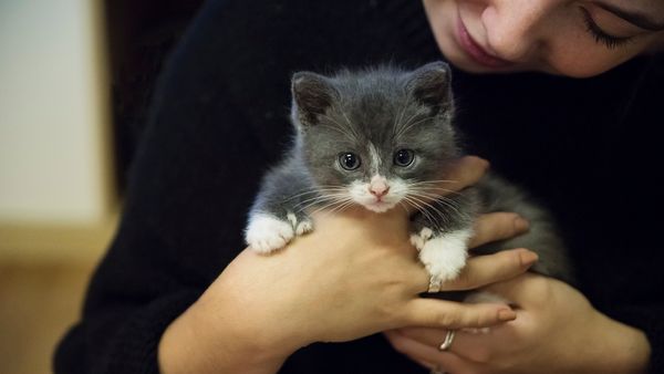 A Polydactyl Cat Has 5, 6 or even 7 Toes on Each Paw