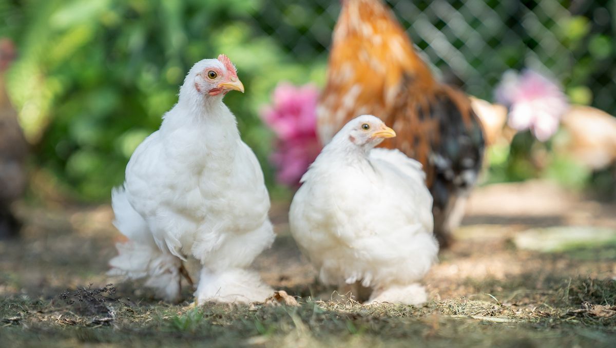 The Brahma Chicken - Giant, Ornamental Asian Chicken