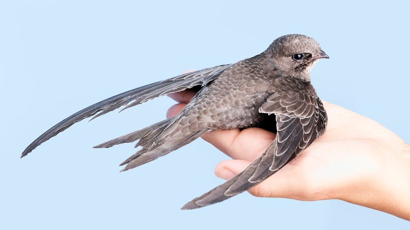 Elevated view of cropped hand holding a swift on blue background