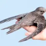 This Tiny Swift Bird Can Fly for 10 Months Without Landing