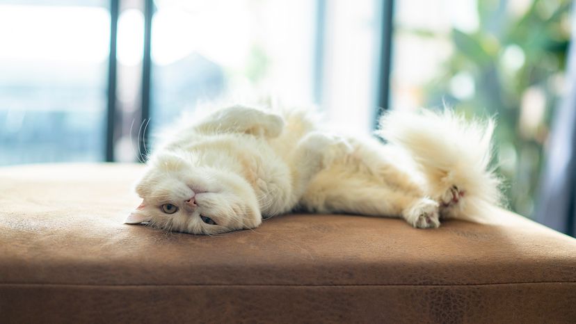 Persian