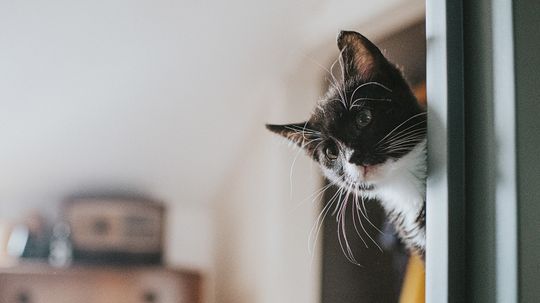 How Do Cat Years Work? It's Not a Linear Ratio