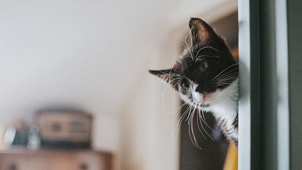 How Do Cat Years Work? It's Not a Linear Ratio