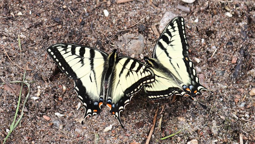 Canadian tiger swallowtails
