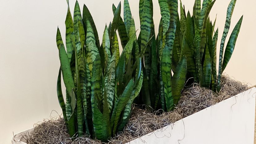 Snake plants