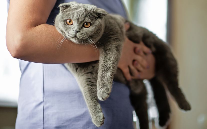 Scottish Fold