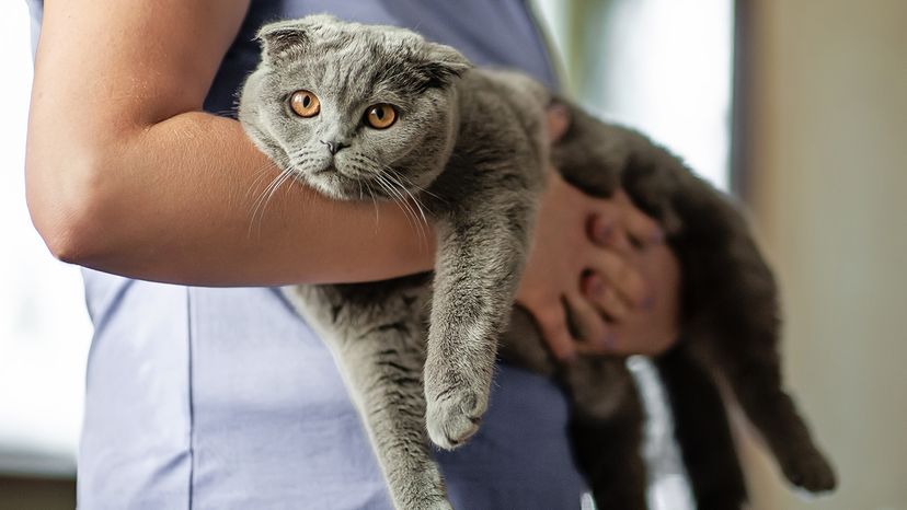 Scottish Fold