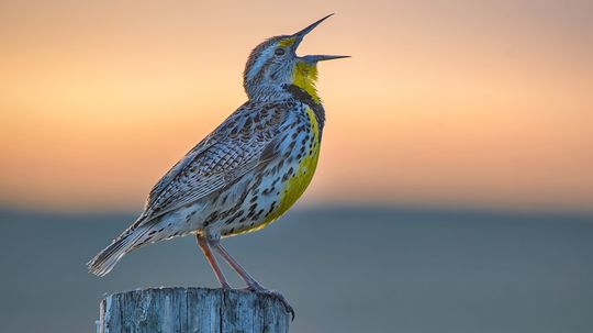 15 Yellow Birds Brightening a Skyline Near You