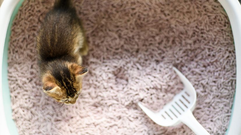 litter box
