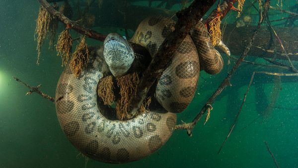 A spotted snake coils around a sunken tree branch in murky water