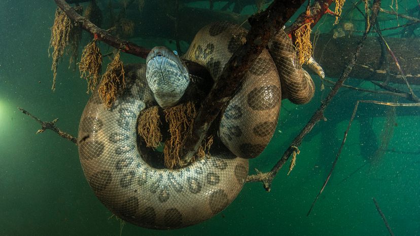 A spotted snake coils around a sunken tree branch in murky water