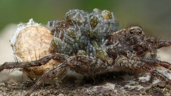 Spider Eggs and Egg Sacs and Spiderlings, Oh My!