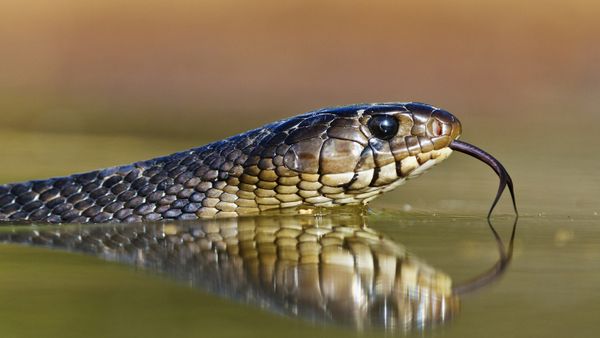 Close-up of snake head as the snake slithers through shallow water