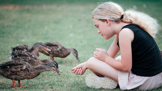 What Do Ducks Eat? Why You Shouldn't Feed Ducks Bread