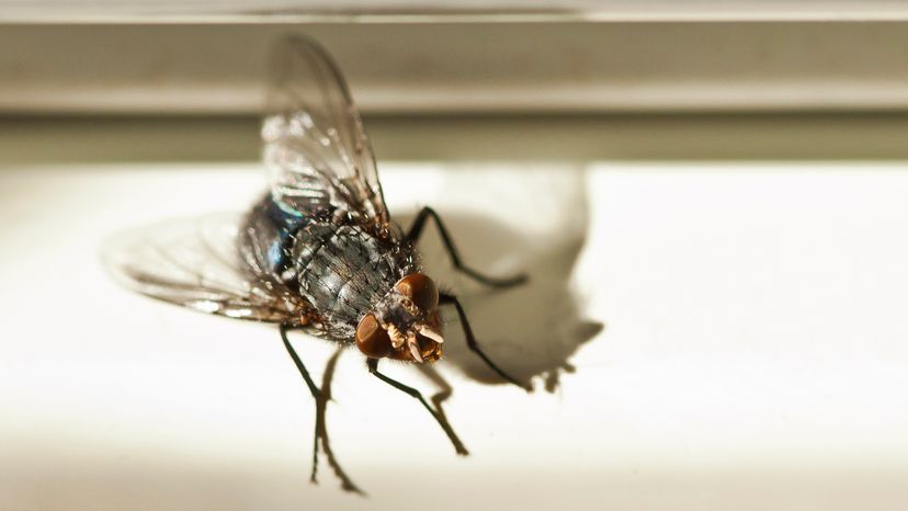 Housefly