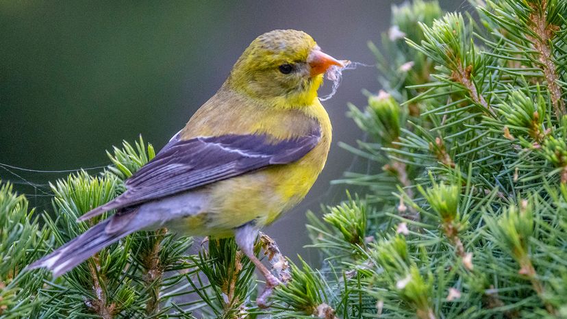 American goldfinch