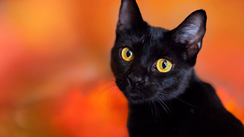 Black cat