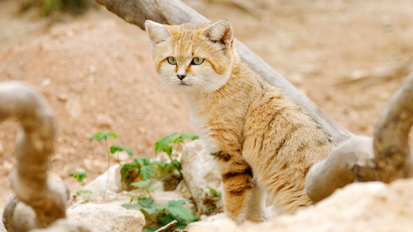 Sand cat