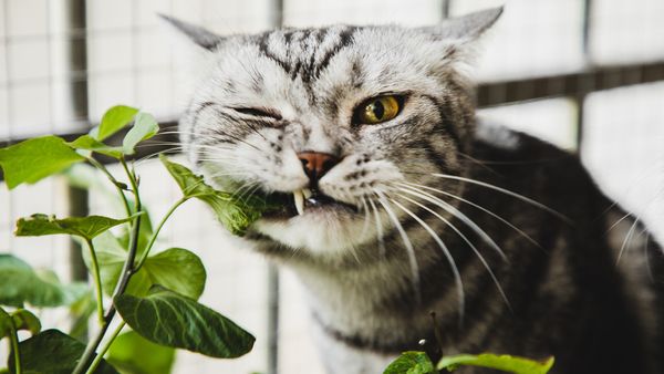 Are Snake Plants Toxic to Cats? Short Answer: Yes