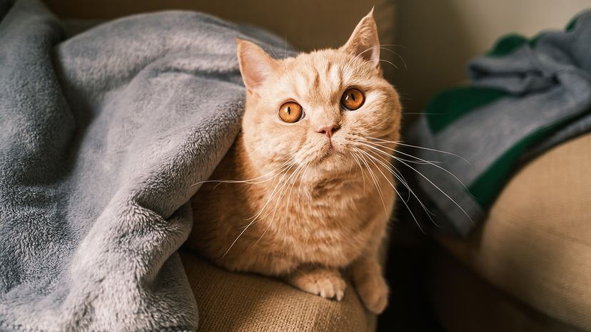 munchkin cat