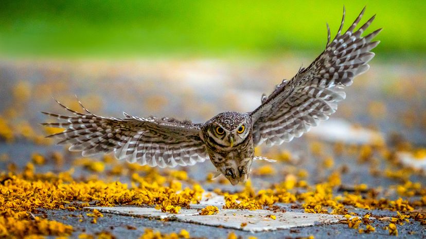 Owl