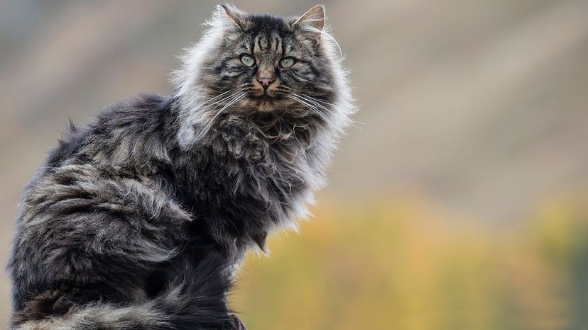 Norwegian Forest Cat
