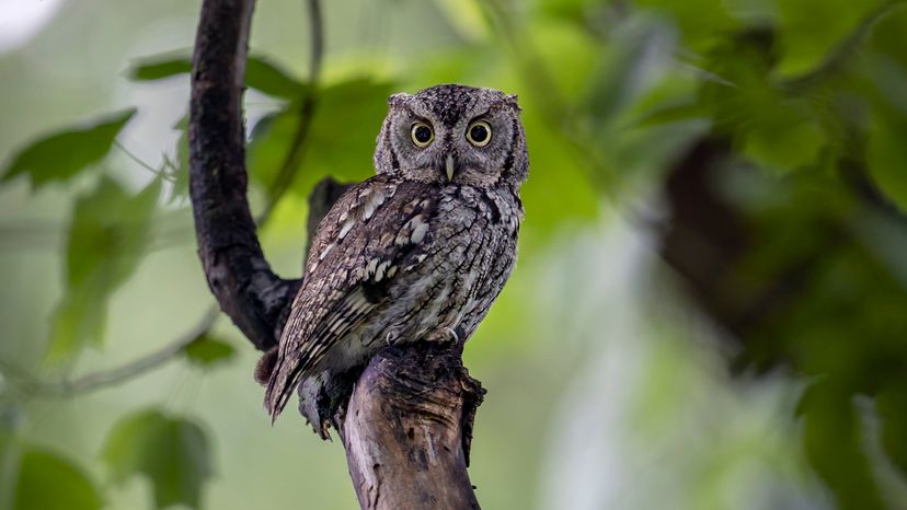 Eastern screech owl