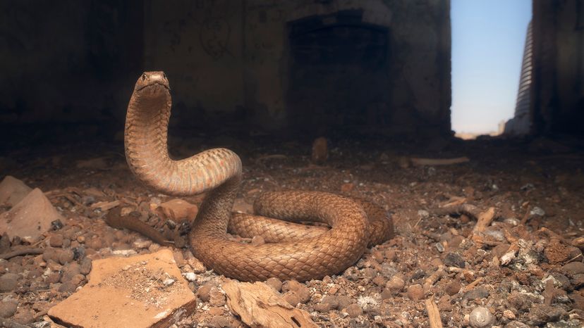 Western brown snake