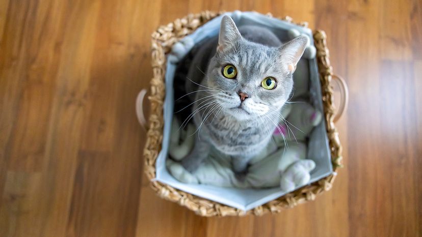 British Shorthair