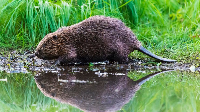 Beaver