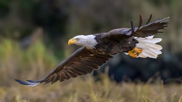 Eagle vs. Hawk: A Sharp Eye to Differentiate Birds of Prey