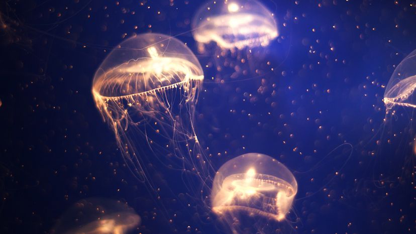 Jellyfish